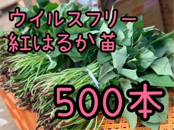 【即日発送対応可！】紅はるか苗☆ウイルスフリー 500本