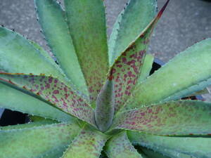 * agave 'b Lad spot ×pota tiger m' -1* cactus * many meat 