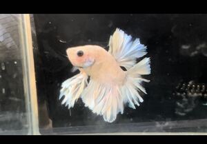  betta King rose tail K1 male own breeding delivery possibility region necessary verification time flight one part repeated .