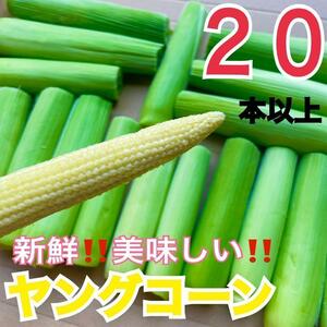 ya107 山梨県産　ヤングコーン　ベビーコーン　２０本以上入　野菜　とうもろこ