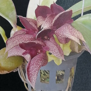 . орхидея Bulb.Cruentum x Phalaenopsis SOH-55