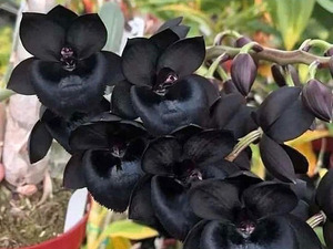 . orchid Catasetum hybrids Monnierara Magic 'Witchcraft' AM/AOS SOH-83