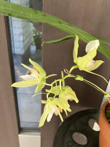 . орхидея Coel.marmorata цветение SOH-F-139