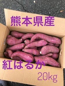 新べにはるか　20ｋｇ箱　熊本県産　送料無料！！！焼き芋のおいしい季節！！