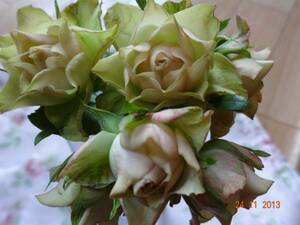 * rare cut flowers kind * Ryuutsu no obtaining defect * antique color. rose * NEAT ru Piaa .. tree seedling blooming middle 