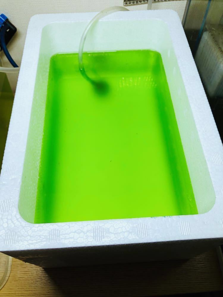  зеленый вода вид вода 4000mlme Dakar золотая рыбка . рыба младенец разведение вода игла .. зима bi Lee. оризия хлорелла синий вода эвглена цвет ...