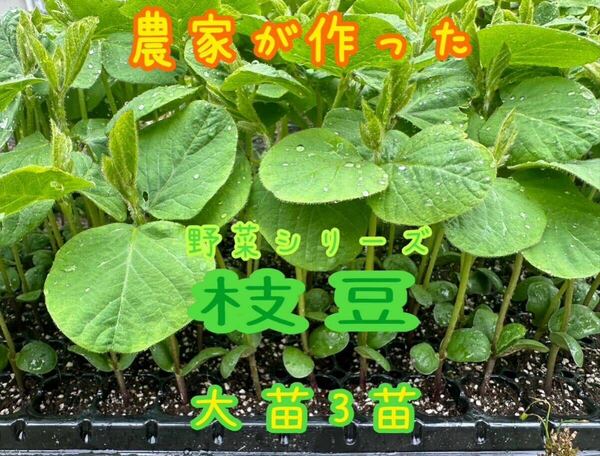 農家が作った野菜シリーズ 枝豆　　大苗3苗