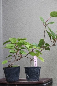 白散斑サルナシのポット植え、２P。