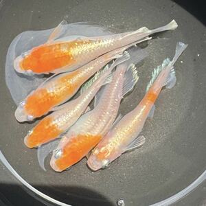【メダカパンチ】　レッドクリフ紅白タイプ　有精卵30個＋α 極上　フサヒレ　ロングフィン
