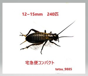 フタホシコオロギ　１２～１５ｍｍ　２４０匹（死着保障４０匹込み)　送料込み