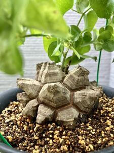 アフリカ　亀甲竜　Dioscorea 86㎜　良型美株　塊根植物 
