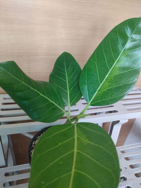 フィカス アルテシマ 逆斑 ゴムの木 植物 インテリア