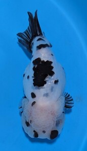 2. Panda golgfish 12cm