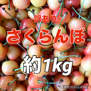 訳あり　さくらんぼ　山形県産　家庭用約1kg　商品説明お読みください