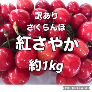 ①訳あり　紅さやか　さくらんぼ　M粒くらい　家庭用約1kg　商品説明お読みください