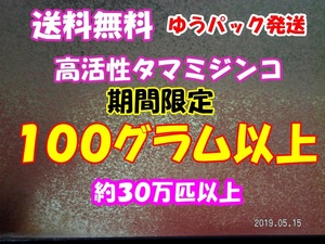 ◆送料無料◆【期間限定】【活・天然タマミジンコ】◆約３０万匹以上・１００グラム以上使い切り商品◆ 