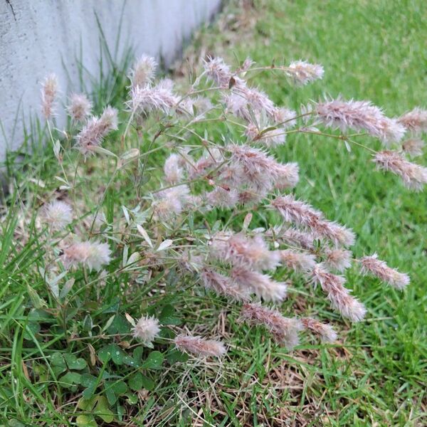 完熟 ふわふわのお花 シャクマハギ 種