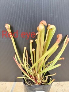 サラセニア　ミノール　オケフェノキー　レッドアイ　食虫植物　4株入り　sarracenia minor var. okefenokeensis 