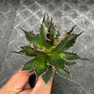 F23 succulent plant agave a little over . Hori dahorrida finest quality a little over . finest quality beautiful stock 