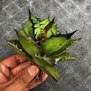 F29 多肉植物　アガベ　チタノタ　ブラックファイヤー (BLACK FIRE)黑火焔 強棘 狂刺 