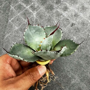 F46 特選 アガベ Agave parryi パリー トランカータ 美株