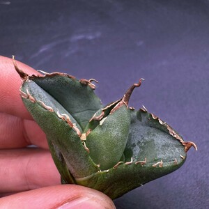 H59 台湾産高級株！アガベ チタノタ 『 柊月 』 Agave titanota