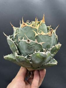 [ shining ..] succulent plant agave chitanota white . a little over . super good type stock special selection MAXAGAVE unusual super large stock parent stock 8