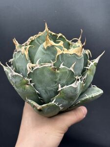 [ shining ..] succulent plant agave chitanota white . a little over . super good type stock special selection MAXAGAVE unusual super large stock parent stock 9