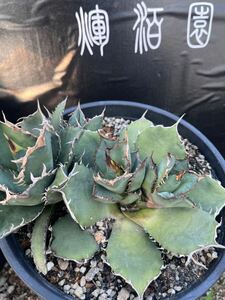 【輝泊園】AGAVE TITANOTA ‘orange flame’ 橙火焔特選天芽　強棘　5株限定セット　3