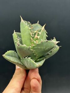  shining ..] agave succulent plant [ special selection ]chitanota. month . leaf thickness leaf 3