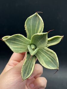 【輝泊園】多肉植物　アガベ 多肉植物 パリー トランカータ ライムストリーク 極上株 3