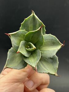 アガベ パリー　ホーチエンシス　極上斑　斑入り　吉祥天錦　Agave parryi f.variegata 1