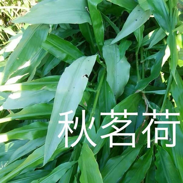 茗荷苗　秋茗荷　8本