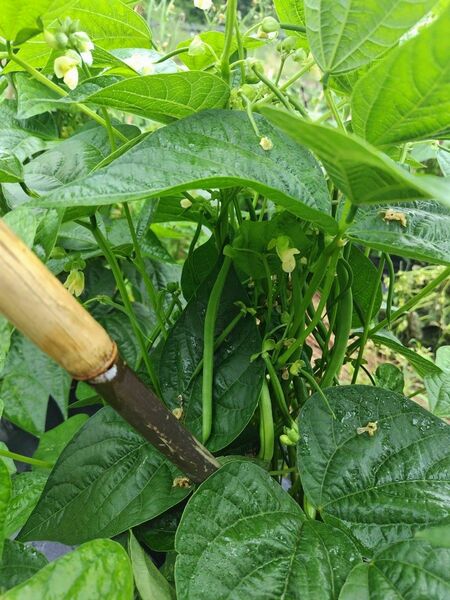 インゲン豆　栽培期間中 農薬不使用　有機肥料栽培　愛媛県内子町産