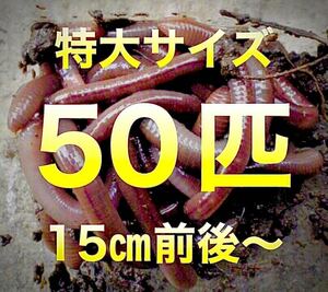 【 火水木金土日のみ発送】 50匹　ドバミミズ ミミズ　天然　エサ　生き餌　釣り餌　