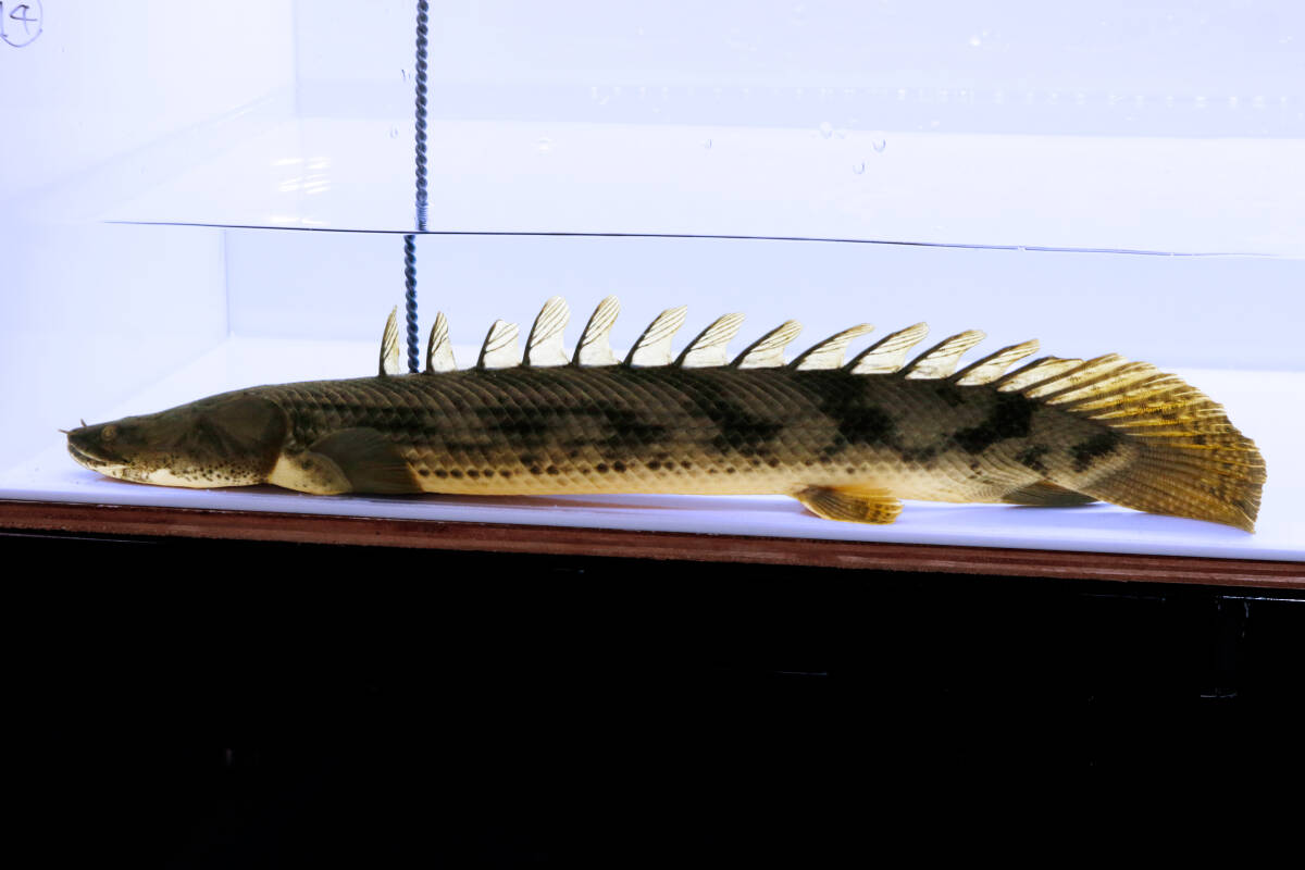 ポリプテルス コンギクス(10cm±)ブリード - 魚銀座m8堂＆リベル