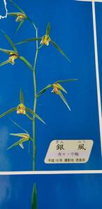  холод орхидея регистрация . товар * серебряный способ . дерево передний раз. цветок имеется синий .4