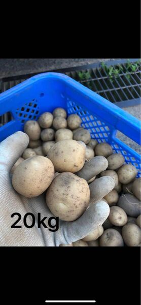 鹿児島県産 じゃがいも オホーツク 20kg