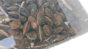 淡水二枚貝の詰め合わせ 30個セット ドブガイ イシガイ