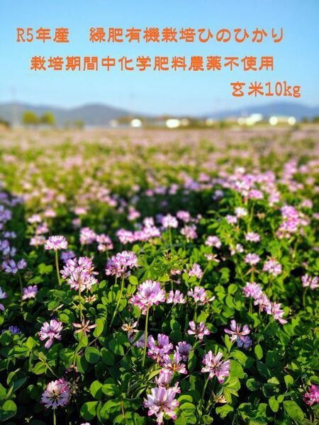 【化学肥料及び農薬不使用】令和5年10月収穫　こだわり緑肥有機栽培　奈良県産ヒノヒカリ玄米10kg 農家直送 無料精米可