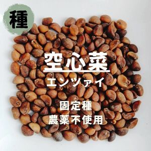 【種】空心菜　エンツァイ　無農薬　50粒