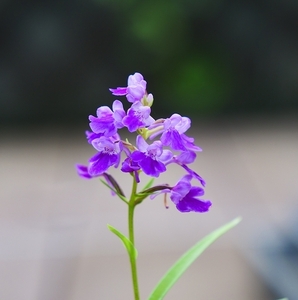 アワチドリ 純粋累代交配増殖株 円弁 特濃 整形花 ２１百花繚乱彩の国 安房千鳥 検索 ウチョウラン クリスマスローズ 斑入り