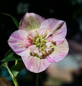 最終 即決で10割増量A 強芳香性セルフ交配種子５粒 絞り咲きｓｄ友禅 百花繚乱彩の国 クリスマスローズ 検索 斑入 ソレイユ クレオパトラ