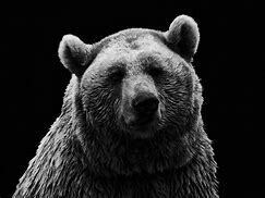 フリー画像　即決１円　画像データ熊の画像