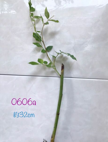 0606a咲いてお楽しみ(*´∀`)♪薔薇の挿木　根っこ付