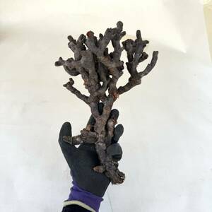 9 Pelargonium mirabile / ペラルゴニウム ミラビレ [検索] パキポディウム グラキリス オペルクリカリア パキプス ヒストリクス 塊根植物