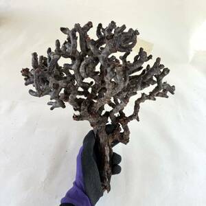 22 Pelargonium mirabile / ペラルゴニウム ミラビレ [検索] パキポディウム グラキリス オペルクリカリア パキプス ヒストリクス 塊根植物