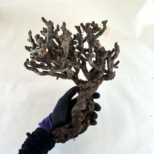 26 Pelargonium mirabile / ペラルゴニウム ミラビレ [検索] パキポディウム グラキリス オペルクリカリア パキプス ヒストリクス 塊根植物