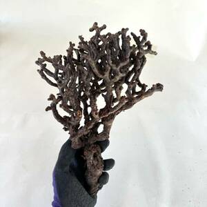 31 Pelargonium mirabile / ペラルゴニウム ミラビレ [検索] パキポディウム グラキリス オペルクリカリア パキプス ヒストリクス 塊根植物
