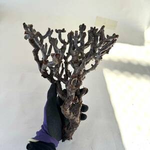 37 Pelargonium mirabile / ペラルゴニウム ミラビレ [検索] パキポディウム グラキリス オペルクリカリア パキプス ヒストリクス 塊根植物